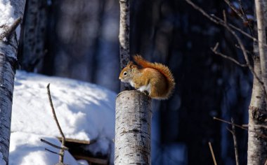 An American Red Squirrel sits on a stump. These adorable, little squirrels can be found across North America where there are large populations of conifers. clipart