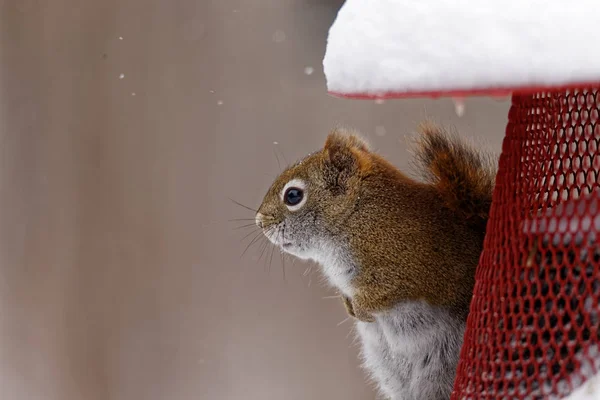 Una Ardilla Roja Americana Sienta Alimentador Estas Adorables Pequeñas Ardillas — Foto de Stock