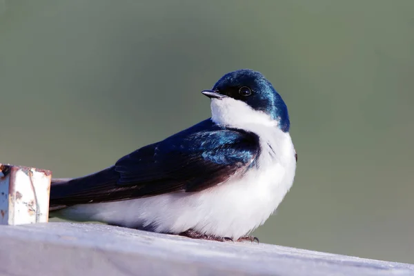 A Tree Swallow rests on a bird house. These colorful swallows can be seen diving through the air chasing insects.