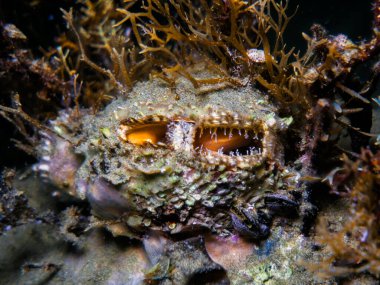 Kıbrıs, Akdeniz 'den deniz tarağı