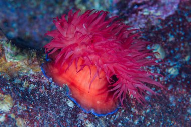 Kıbrıs Rum Kesimi ve Akdeniz 'den Aktinya Akdeniz