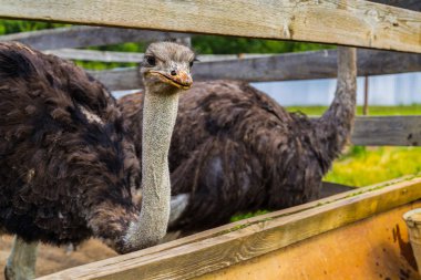 Devekuşu yere yürümek