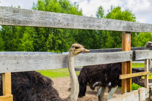 Avestruz africano en la granja — Foto de Stock