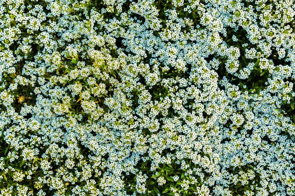 Piccoli fiori bianchi e foglie verdi giardino vista dall'alto — Foto Stock