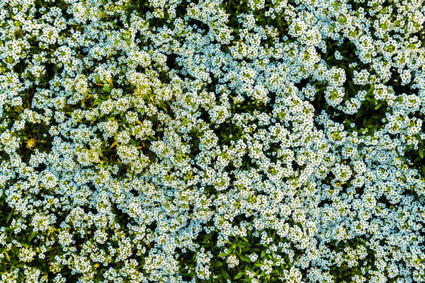 Small white flowers and green leaves garden top view