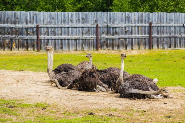 Struzzo africano alla fattoria — Foto Stock