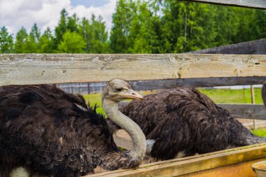 Afrikalı devekuşu çiftliğinde