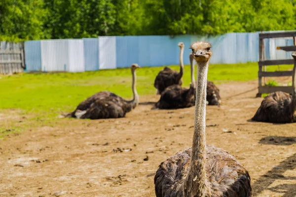 Африканский страус на ферме — стоковое фото