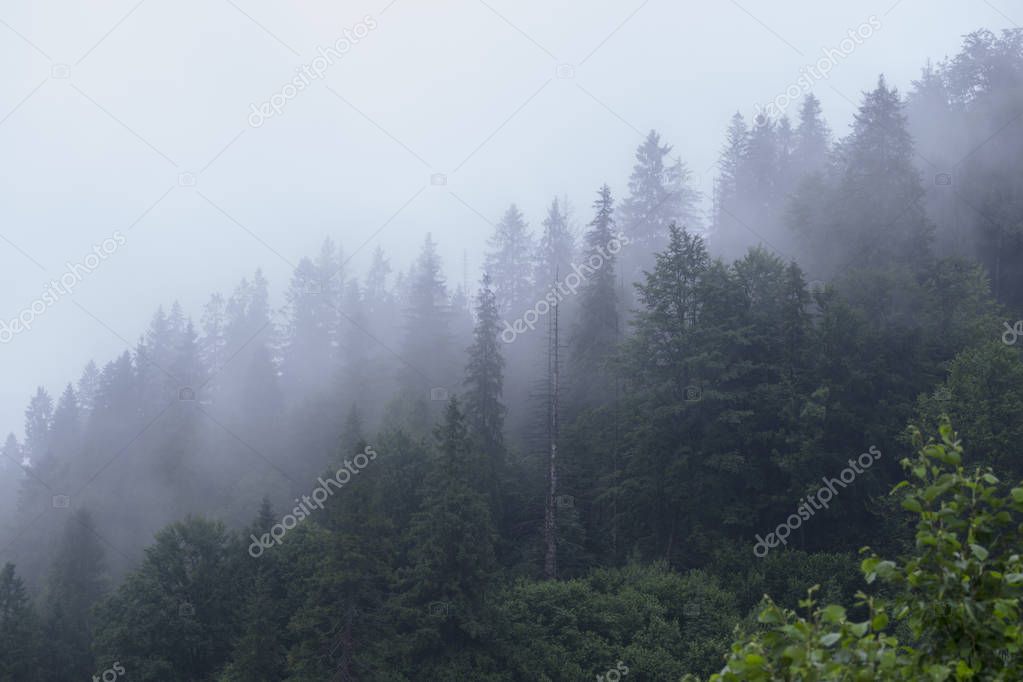 fog in the Carpathian Mountains.