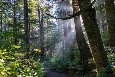 Bu görüntü yağmur ormanlarında yürüyüş sırasında ikinci beach La Push, Washington adlı götürüldü.