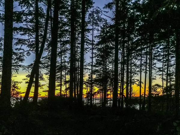 View While Hiking Back Cape Flattery Washington Rain Forest — Stock Photo, Image