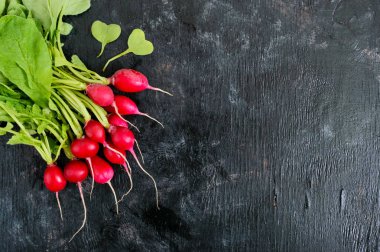 Yaz hasat kırmızı turp. Büyüyen organik sebze. Ham taze sulu Bahçe turp yemeye hazır karanlık kurullarında büyük grup. Üstten görünüm. Düz yatıyordu. Bir yazıt için boş alan.