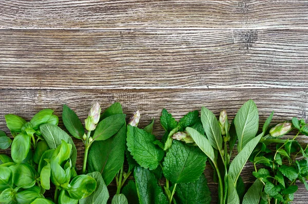 Fresh greens and herbs, harvested from the garden. Herbs for making herbal tea. Useful products on a wooden table (basil, mint, salvia, melissa), free space for your project.