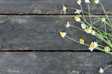 Ahşap arka plan. Eski vintage tablo ve çayır çiçek papatya. Üstten görünüm. Projeniz için boş alan.