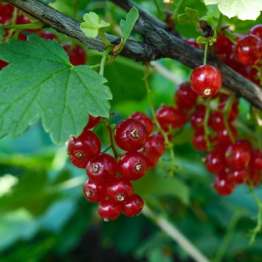 Olgun kırmızı kuş üzümü bir Bush. Yaz bahçe çilek. Güneşli gün.