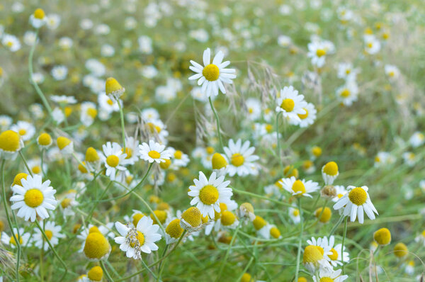 White and yellow chamomile daisies in meadow. Floral background. The theme of Mother's Day. Wild chamomile flowers on a field. Shallow depth of field