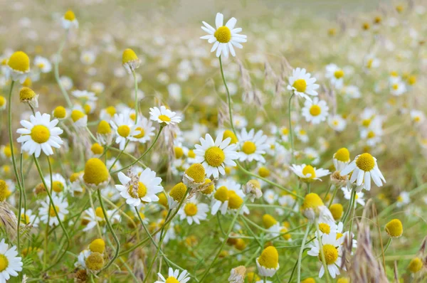 Biały Żółty Rumianek Stokrotek Łące Tle Kwiatów Motyw Dzień Matki — Zdjęcie stockowe