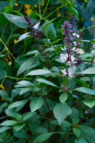 Kemangi Ungu Tumbuh Kebun Herbal Pedas Yang Populer — Stok Foto