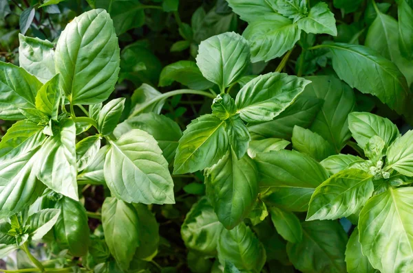 Basilic Vert Pousse Dans Jardin Herbes Épicées Populaires — Photo