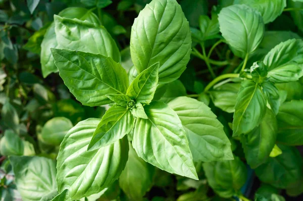 Basilic Vert Pousse Dans Jardin Herbes Épicées Populaires — Photo