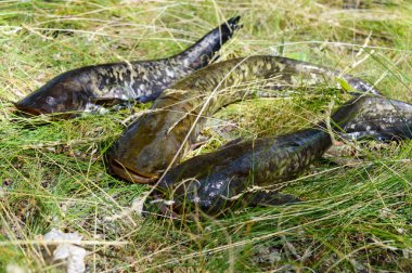 Canlı yayın balığı çim üzerinde yalan. Taze catch.