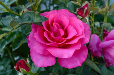 Büyük güzel bir pembe gül yaprakları arasında. Gül bush.