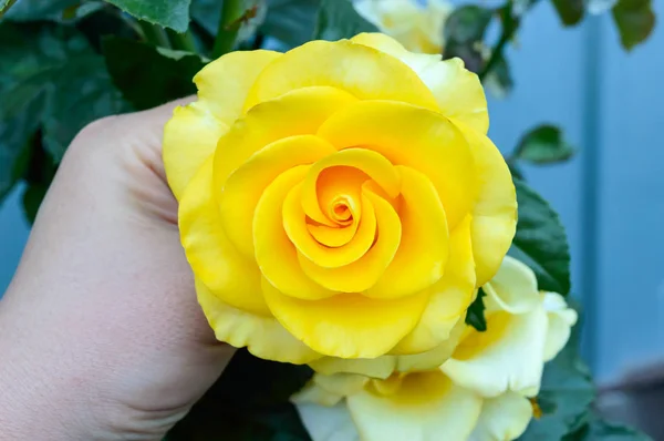 Mano Tiene Una Grande Bella Rosa Gialla Cespuglio Rose — Foto Stock