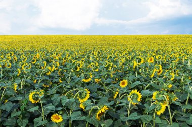 Çiçek açan Ayçiçeği tarlası. Ayçiçeği kafasını çevirdim. Güzel manzara tarım çiftliği alanının.