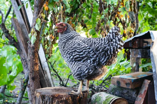 Büyük Bir Rengarenk Tavuk Bahçede Bir Güdük Üzerinde Duruyor Kümes — Stok fotoğraf