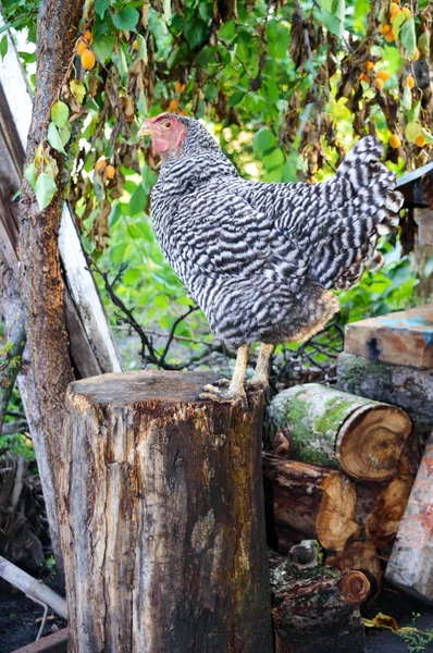 Uma Grande Galinha Motley Fica Toco Jardim Domicílio Frango Jardim — Fotografia de Stock