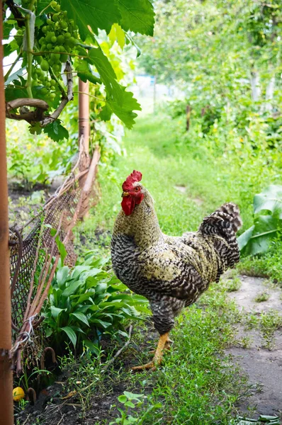 Bellissimo Gallo Che Passeggia Nel Giardino Tra Gli Alberi Famiglie — Foto Stock