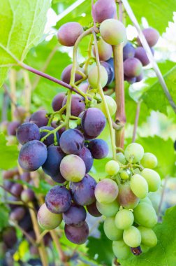 Bahçedeki yaprakları arasında mavi üzüm demet. Üzüm bağları.