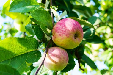 Sulu elma bahçedeki yaprakları arasında dal. Güneşli bir gün. Hasat.