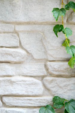 Yabani üzüm gri beton duvara. Projeniz için boş alan. Doğal arka plan.