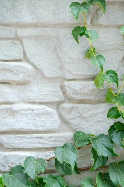 Yabani üzüm gri beton duvara. Projeniz için boş alan. Doğal arka plan.