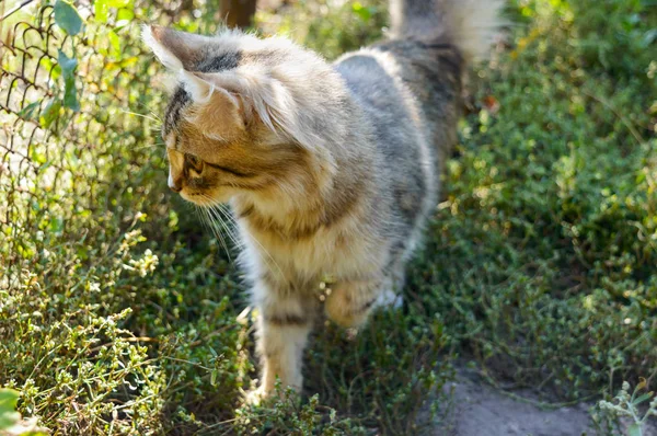 Vackra Kattunge Bakgrunden Naturen Noggrant Tittar Huskatten Jakter — Stockfoto