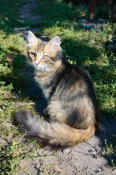 Vackra Kattunge Bakgrunden Naturen Noggrant Tittar Huskatten — Stockfoto