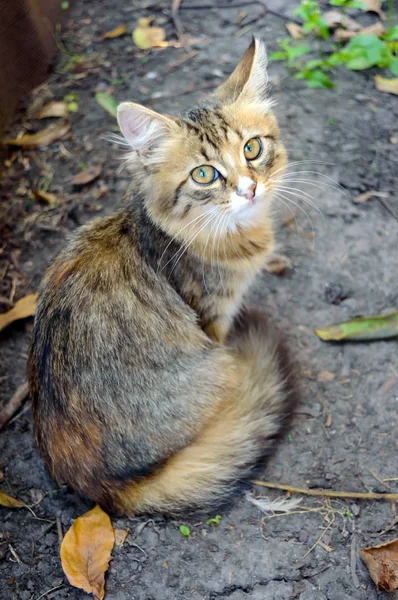 Vackra Kattunge Bakgrunden Naturen Noggrant Tittar Huskatten — Stockfoto