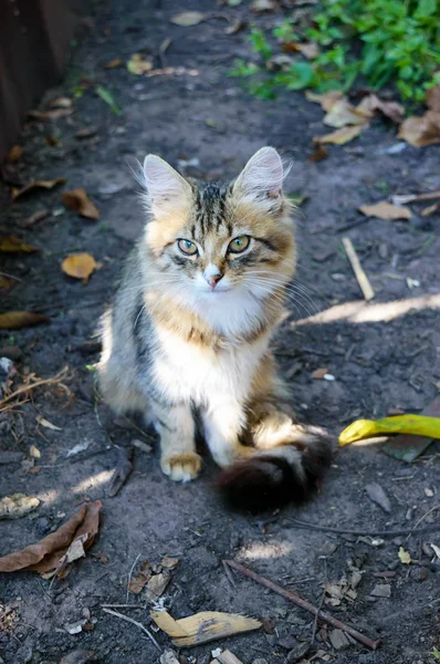 Beautiful Kitten Background Nature Carefully Looking Domestic Cat — Stock Photo, Image