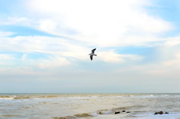 Fale Brzegu Fala Morska Piaszczystej Plaży Promieni Słonecznych Seagull Błękitne — Zdjęcie stockowe