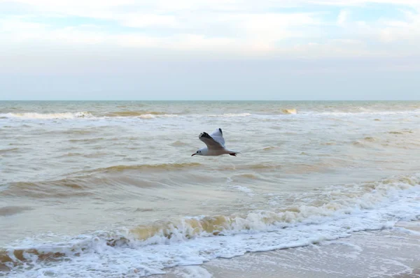 Seagull Nad Morzem Wolna Seabird Nad Falami — Zdjęcie stockowe