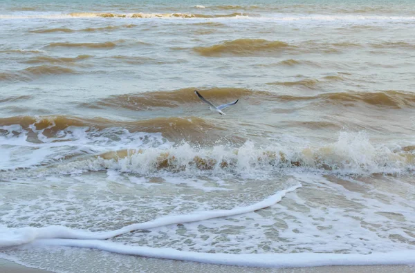 Seagull Nad Morzem Wolna Seabird Nad Falami — Zdjęcie stockowe