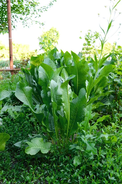 Büyük Bir Çalı Bahçede Yeşil Yaban Turpu Yaprakları — Stok fotoğraf