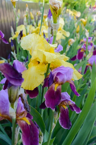 Iris Arbustos Jardín Flores Iris Púrpura Amarilla Primavera Verano Flores — Foto de Stock