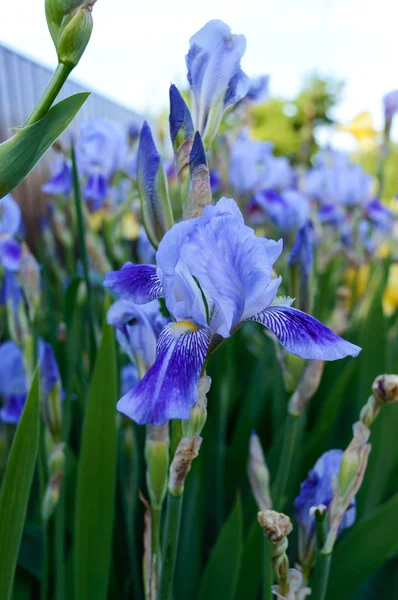 Hermosos Arbustos Iris Jardín Iris Flores Azules Primavera Verano Flores — Foto de Stock