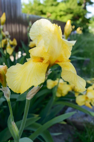 Hermosos Arbustos Iris Jardín Iris Flores Amarillas Primavera Verano Flores — Foto de Stock
