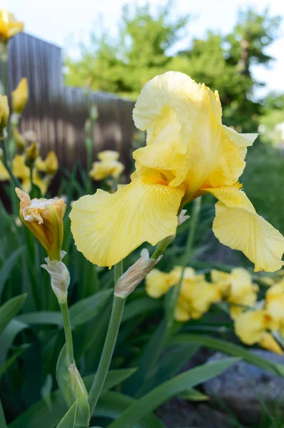 Hermosos Arbustos Iris Jardín Iris Flores Amarillas Primavera Verano Flores — Foto de Stock