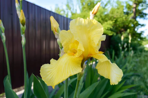 Hermosos Arbustos Iris Jardín Iris Flores Amarillas Primavera Verano Flores — Foto de Stock