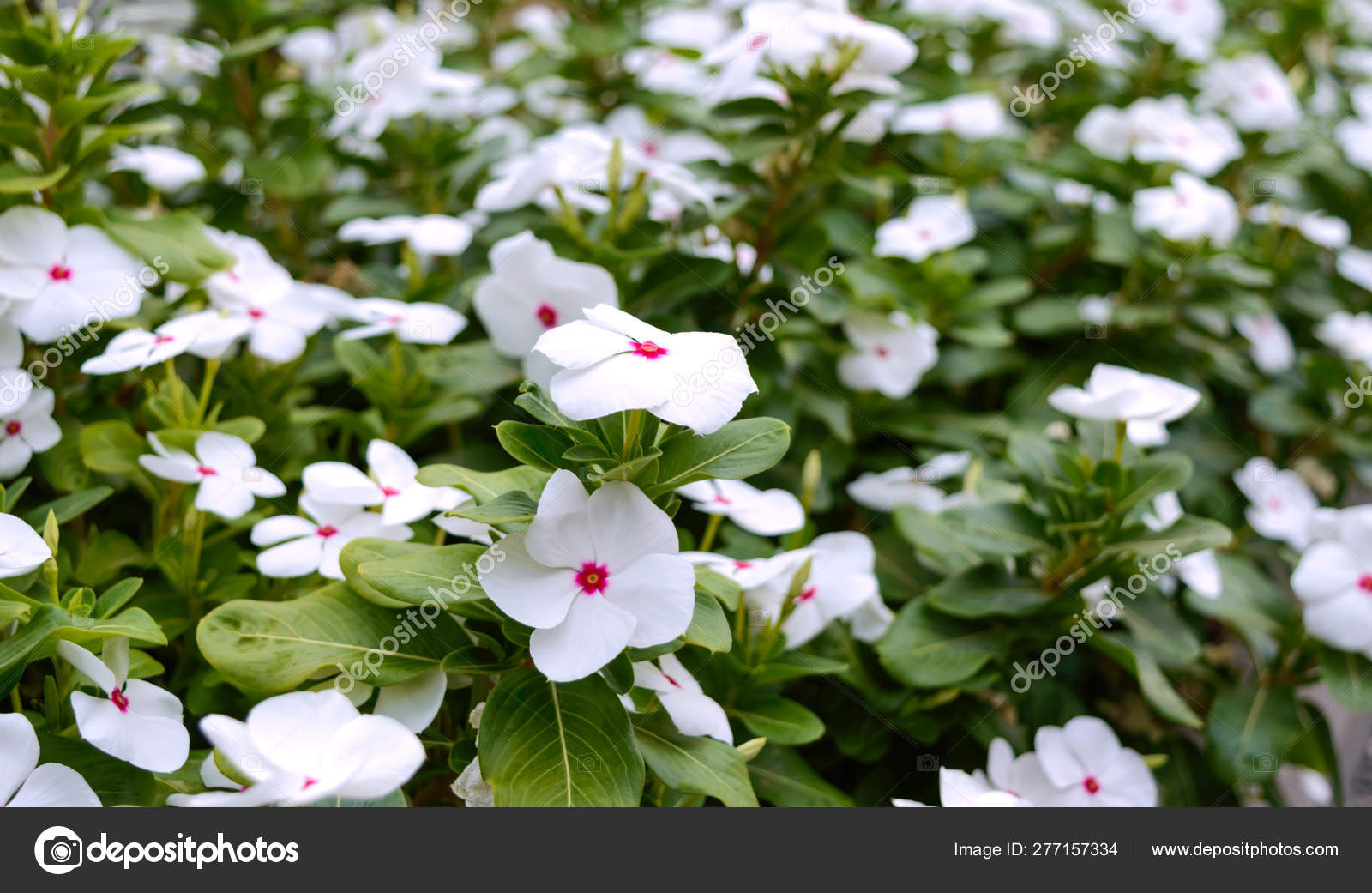 White Flowers Periwinkle Garden Beautiful Flower Beds Flowering Shrubs Stock Photo C Iaroshenko Marina Gmail Com 277157334
