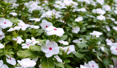 White flowers periwinkle in the garden. Beautiful flower beds with flowering shrubs.